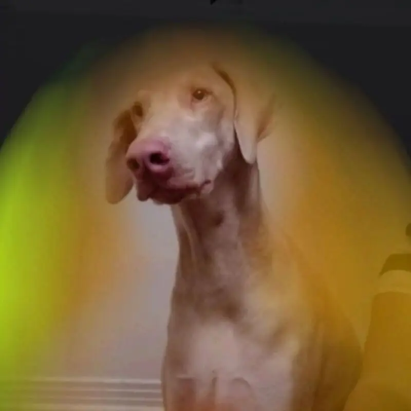 Pet Aura Photography